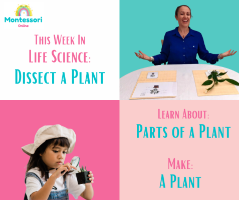 This-Week-Science-Parts-of-Plant-1